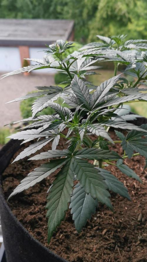 Sour Jealousy Auto Outdoor Grow