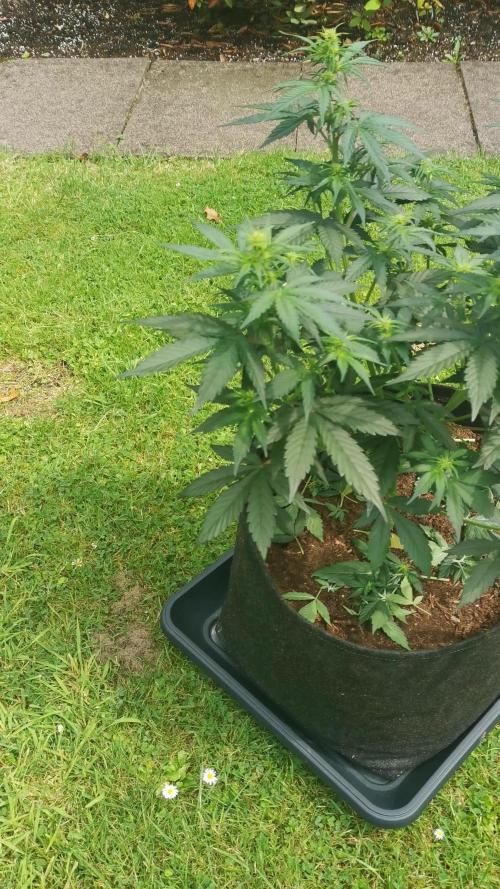 Sour Jealousy Auto Outdoor Grow