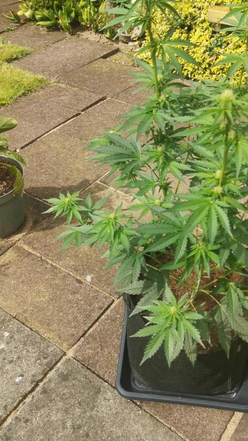 Sour Jealousy Auto Outdoor Grow