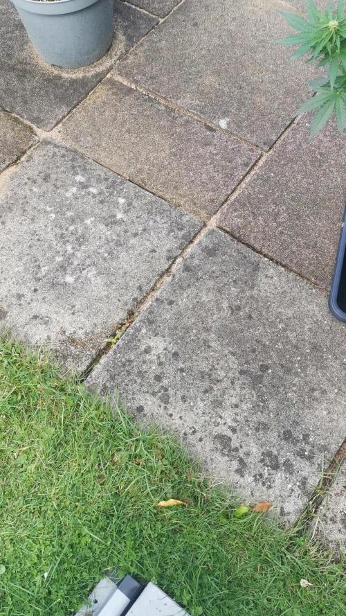 Sour Jealousy Auto Outdoor Grow