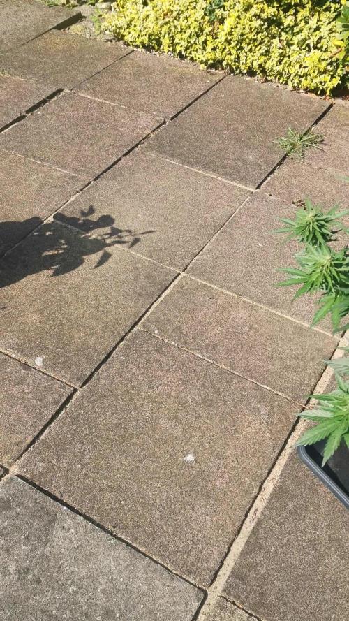 Sour Jealousy Auto Outdoor Grow