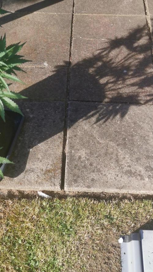 Sour Jealousy Auto Outdoor Grow