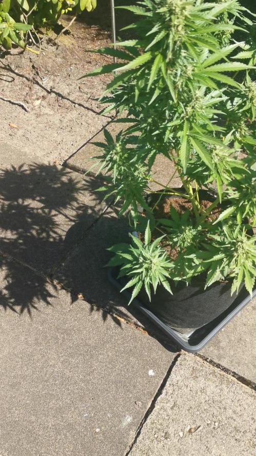 Sour Jealousy Auto Outdoor Grow