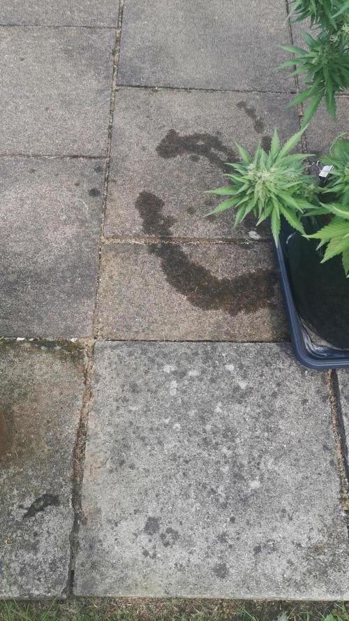 Sour Jealousy Auto Outdoor Grow