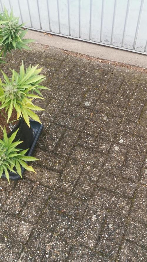 Sour Jealousy Auto Outdoor Grow