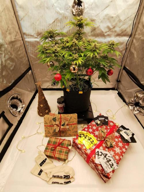 Cherry Cola Auto FastBuds. Week 8