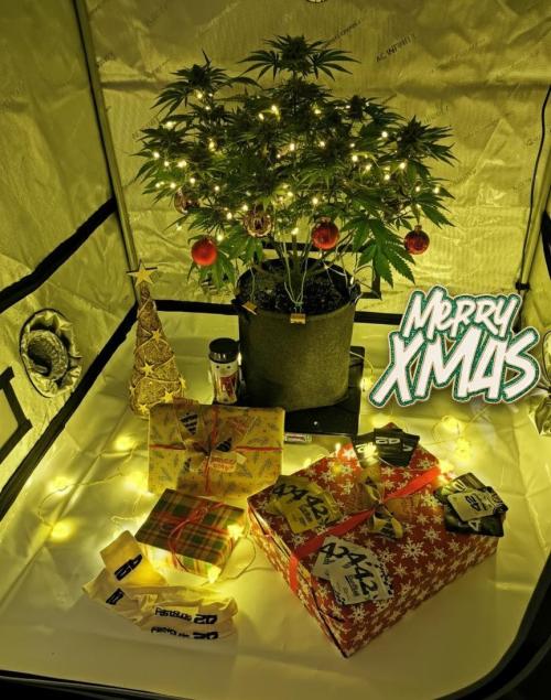 Cherry Cola Auto FastBuds. Week 8