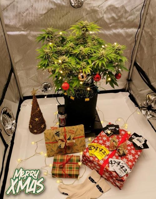 Cherry Cola Auto FastBuds. Week 8