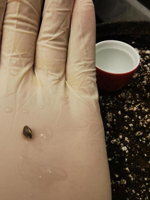 Cherry Cola Auto - Fast Buds. Week 0