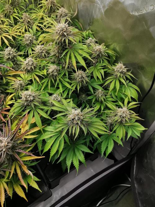 Cherry Cola Auto - Fast Buds. Week 13