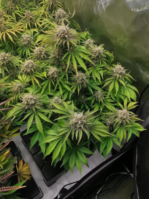 Cherry Cola Auto - Fast Buds. Week 13