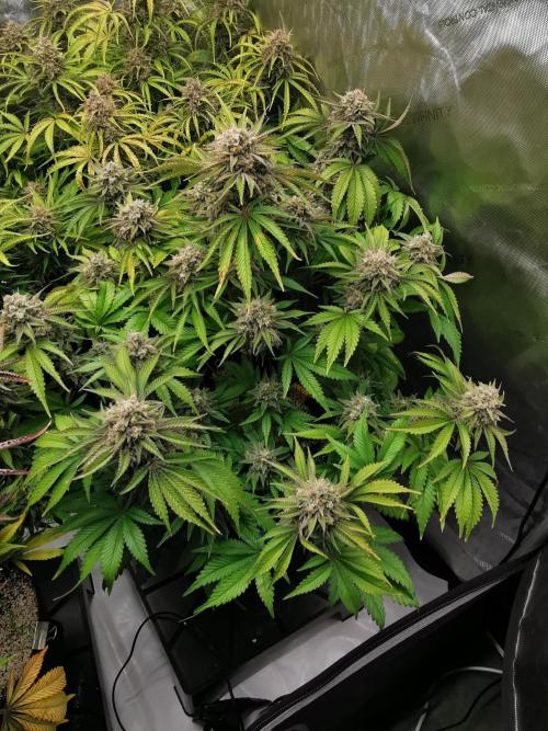 Cherry Cola Auto - Fast Buds. Week 13