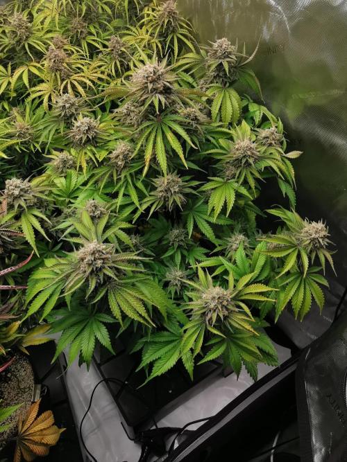 Cherry Cola Auto - Fast Buds. Week 13