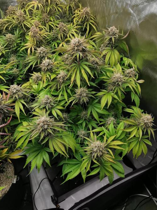 Cherry Cola Auto - Fast Buds. Week 13