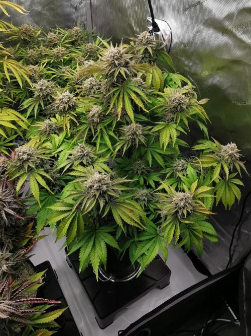 Cherry Cola Auto - Fast Buds. Week 13