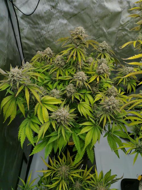 Cherry Cola Auto - Fast Buds. Week 13