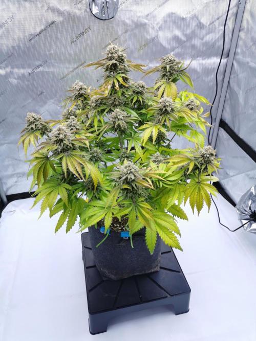 Cherry Cola Auto - Fast Buds. Week 13