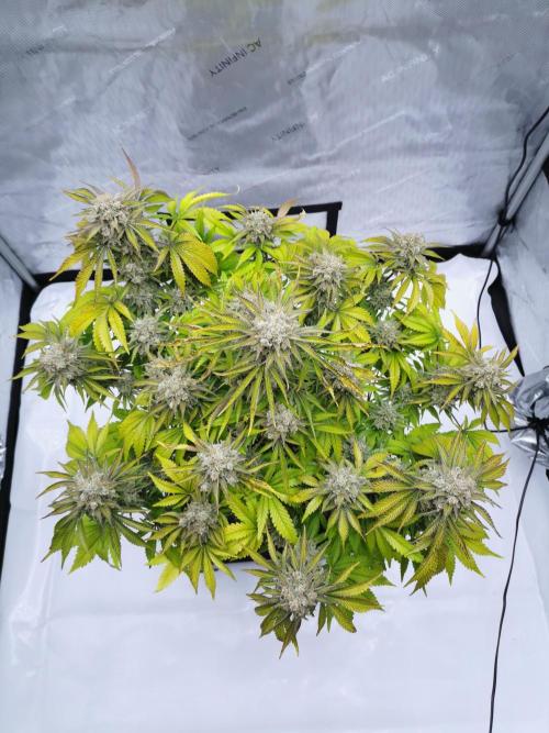 Cherry Cola Auto - Fast Buds. Week 13