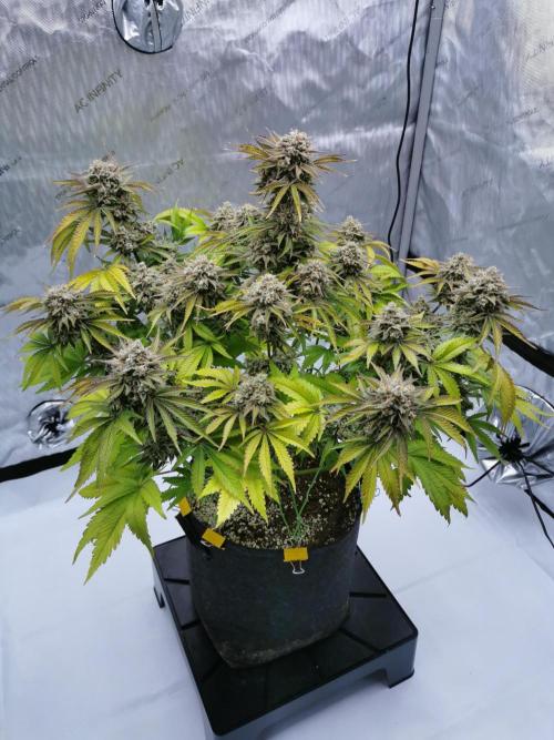 Cherry Cola Auto - Fast Buds. Week 13