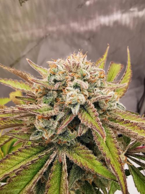 Cherry Cola Auto - Fast Buds. Week 13