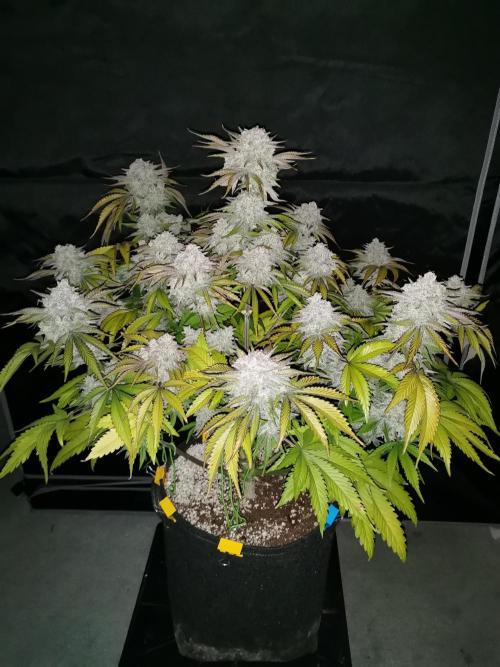 Cherry Cola Auto - Fast Buds. Week 13