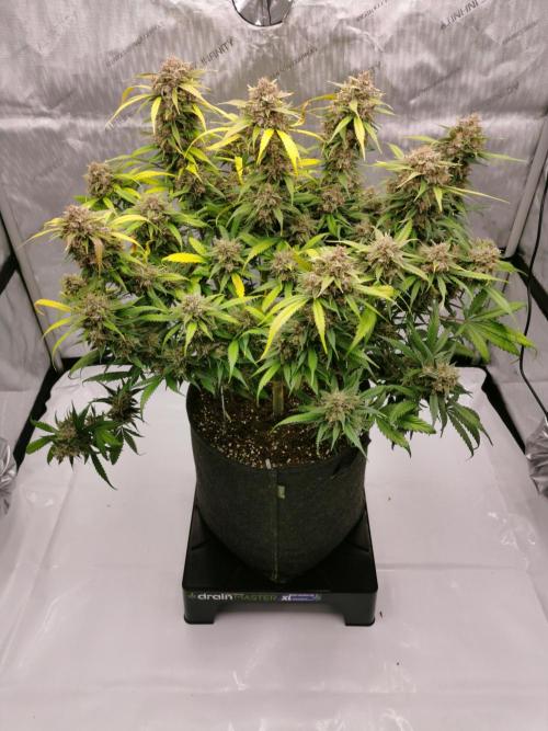 Lemon Cherry Cookies. Week 12