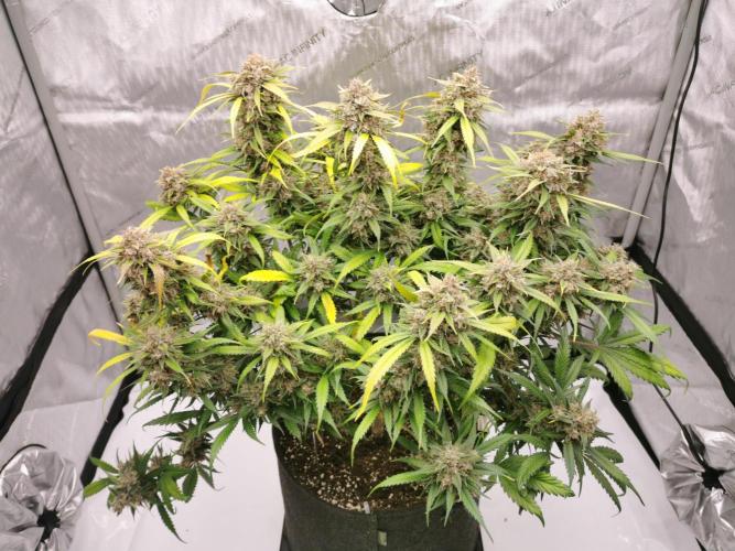 Lemon Cherry Cookies. Week 12