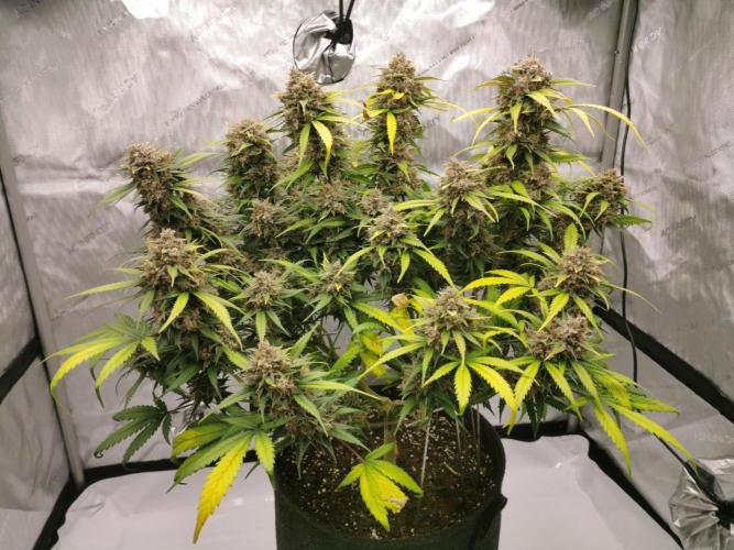 Lemon Cherry Cookies. Week 12