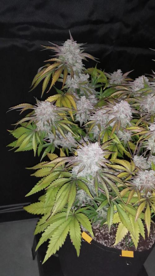 Cherry Cola Auto - Fast Buds