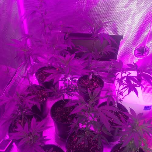 grow journal by DUBDOLLASIGN100 GrowDiaries