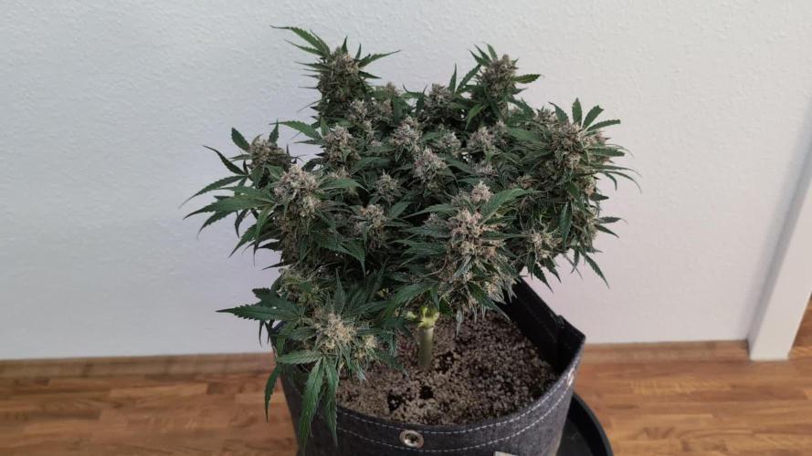 Mimosa Bruce Banner