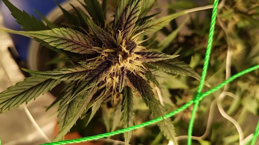 Black Cream Auto - DWC