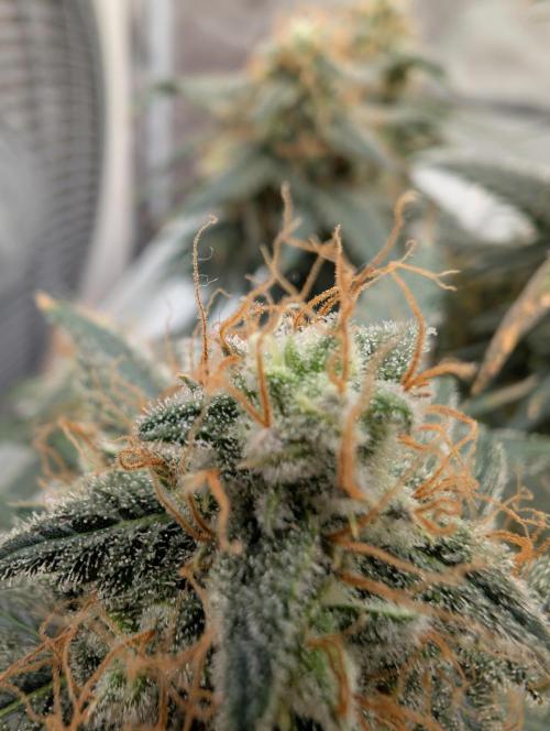 AUTO BIGGGG Demon- Divine Seeds Cup. Week 6