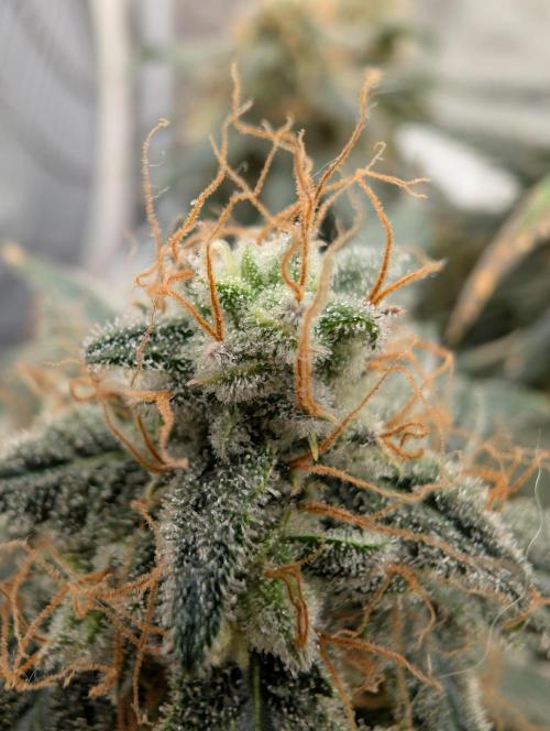 AUTO BIGGGG Demon- Divine Seeds Cup. Week 6