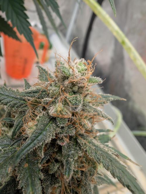 AUTO BIGGGG Demon- Divine Seeds Cup. Week 6