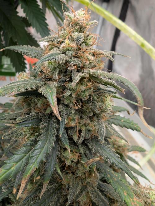 AUTO BIGGGG Demon- Divine Seeds Cup. Week 6