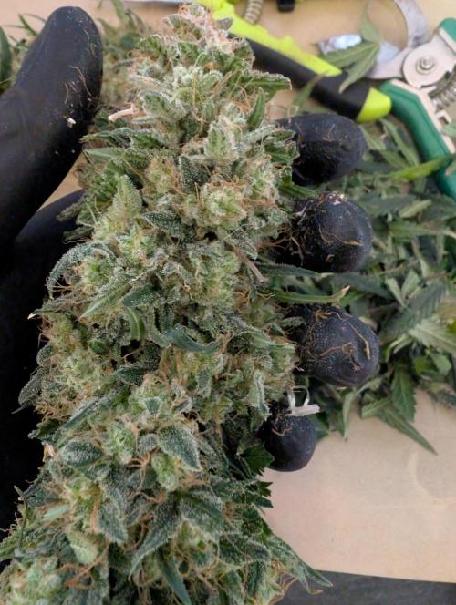 AUTO BIGGGG Demon- Divine Seeds Cup. Week 7