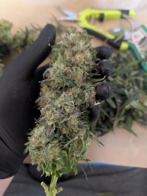 AUTO BIGGGG Demon- Divine Seeds Cup. Week 7