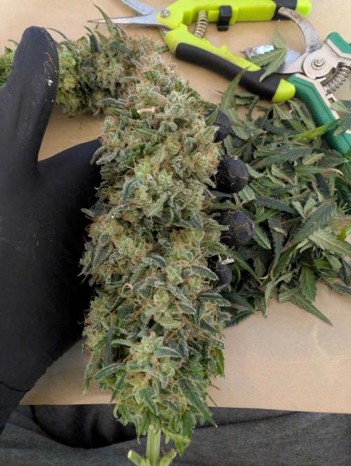 AUTO BIGGGG Demon- Divine Seeds Cup. Week 7