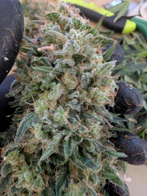 AUTO BIGGGG Demon- Divine Seeds Cup. Week 7