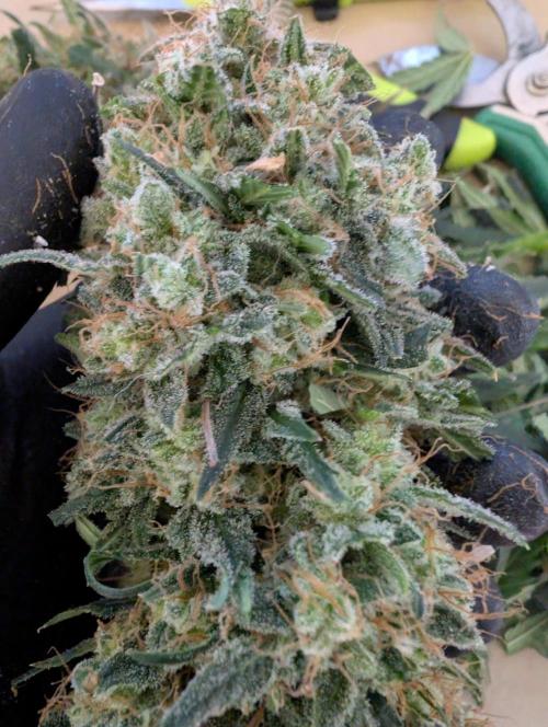 AUTO BIGGGG Demon- Divine Seeds Cup. Week 7