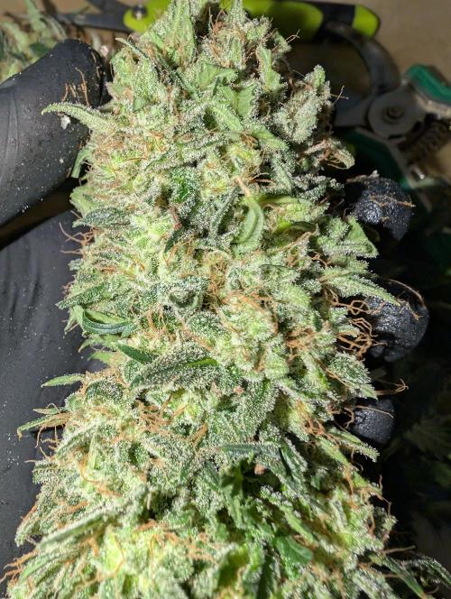 AUTO BIGGGG Demon- Divine Seeds Cup. Week 7