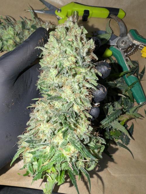 AUTO BIGGGG Demon- Divine Seeds Cup. Week 7