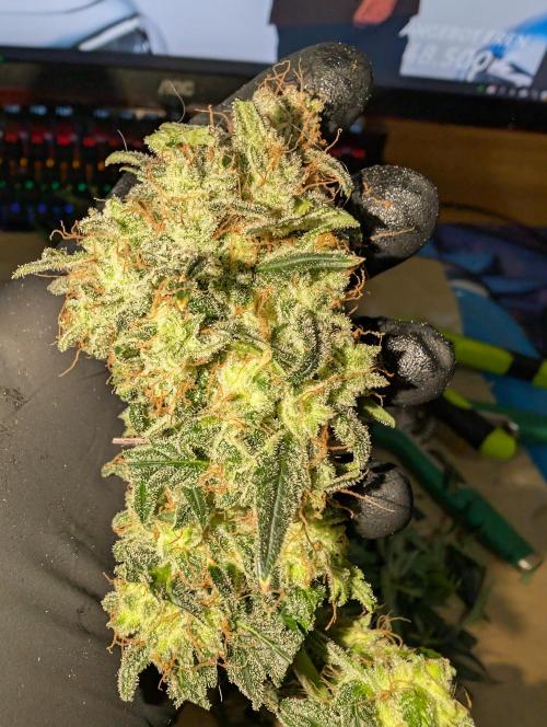 AUTO BIGGGG Demon- Divine Seeds Cup. Week 7