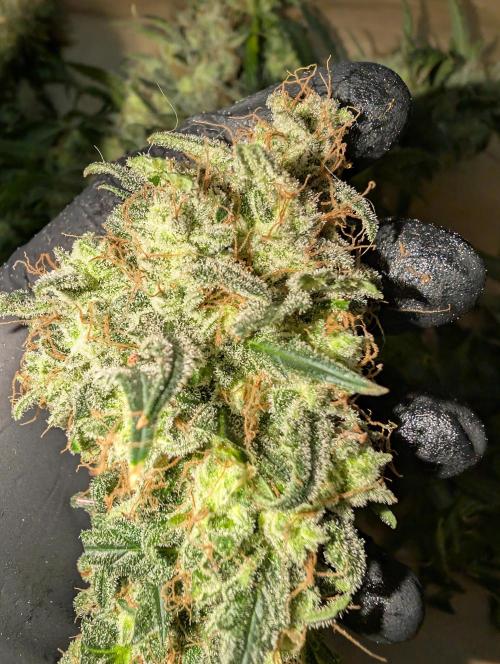 AUTO BIGGGG Demon- Divine Seeds Cup. Week 7