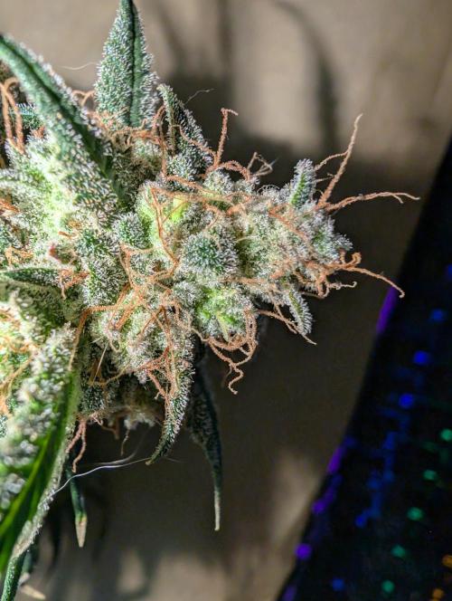 AUTO BIGGGG Demon- Divine Seeds Cup. Week 7