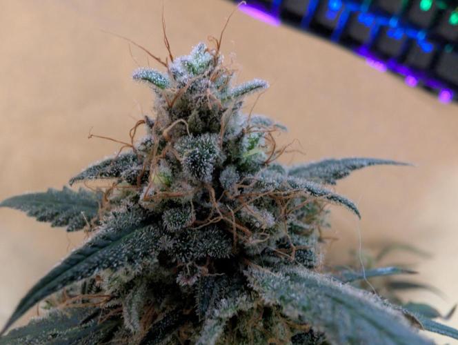 AUTO BIGGGG Demon- Divine Seeds Cup. Week 7