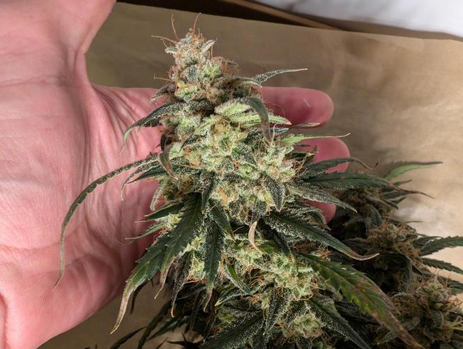 AUTO BIGGGG Demon- Divine Seeds Cup. Week 7