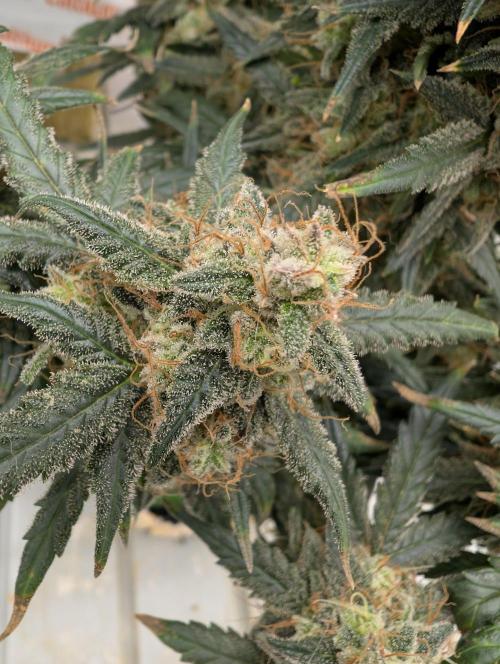 Auto Fractal - Divine Seeds MEGA CUPPPPP. Week 6