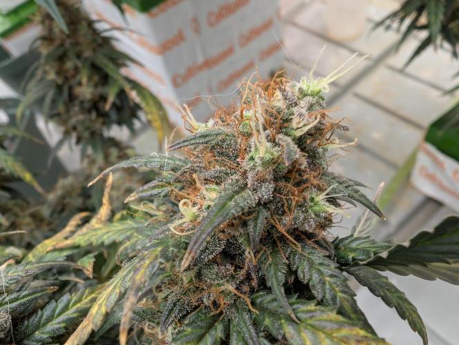 Auto Fractal - Divine Seeds MEGA CUPPPPP. Week 6